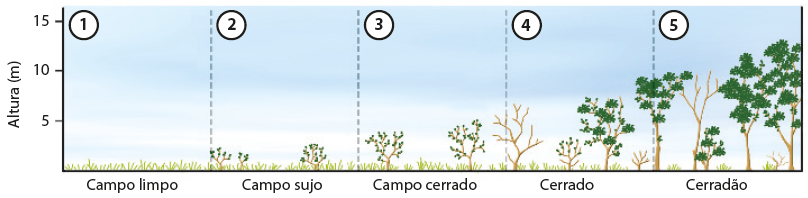 Esquema. No eixo vertical, altura em metros, no eixo horizontal, visão em perfil do Cerrado com diferentes fisionomias do domínio. 1: Campo limpo: apenas vegetação rasteira. 2: Campo sujo: vegetação rasteira e arbustos com menos de 5 metros de altura. 3: Campo cerrado: vegetação rasteira com árvores de até 5 metros de altura. 4: Cerrado: vegetação rasteira mais esparsa e árvores com altura entre 5 e 10 metros. 5: Cerradão: pouca vegetação rasteira e árvores com altura entre 10 e 15 metros.