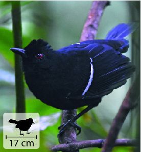 Fotografia. Ave preta com faixa branca na asa e olho vermelho, com bico fino pequeno empoleirada em um ramo de árvore. No canto inferior esquerdo, pequena ilustração do animal indica 17 centímetros de comprimento.