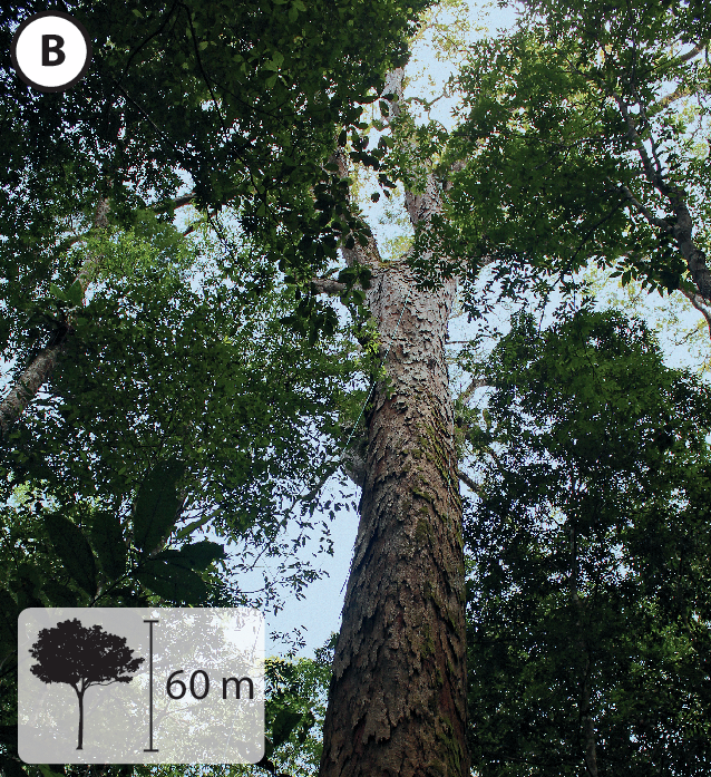 Fotografia. B: Árvore vista de baixo até a copa aberta. No canto inferior esquerdo, pequena ilustração da árvore, indicando 60 metros de altura.