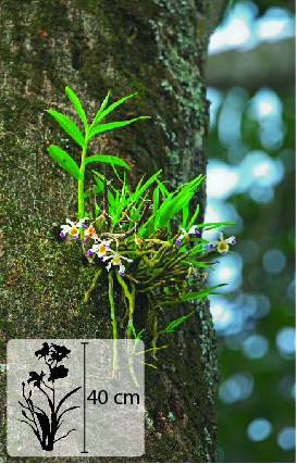 Fotografia. Orquídea verde aderida à lateral de um tronco de árvore. Há flores amarelas e brancas. No canto inferior esquerdo, pequena ilustração da planta indica 40 centímetros de altura.