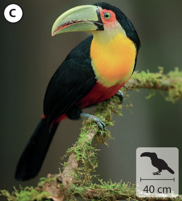 Fotografia. C: Tucano preto com peito amarelo e bico verde. Está empoleirado em uma árvore. No canto inferior direito, pequena ilustração do animal indicando 40 centímetros de comprimento.