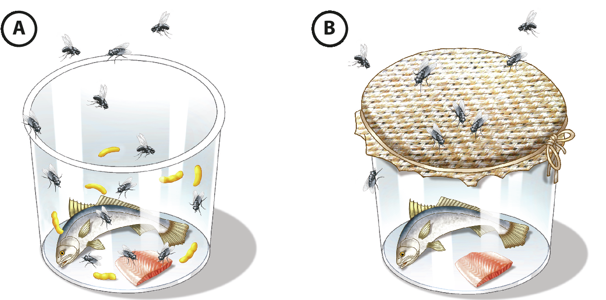 Ilustração A: Pote aberto com um peixe e um pedaço de carne. Há larvas e moscas pelo pote. Ilustração B: Pote com peixe e um pedaço de carne. O frasco está tampado com um tecido, há moscas acima dela, por fora do frasco.