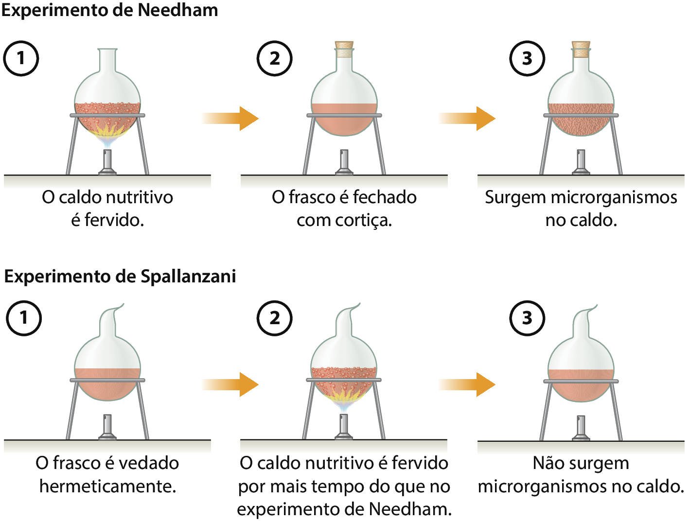 Ilustração. Experimento de Needham. Frasco de vidro com gargalo estreito com um caldo alaranjado até a metade sobre um bico de Bunsen com chamas. Em seguida, o fogo é desligado e ele é fechado por uma tampa de cortiça. Texto explicativo. 1: O caldo nutritivo é fervido. 2: O frasco é fechado com cortiça. 3: Surgem microrganismos no caldo. Experimento de Spallanzani. Frasco de vidro com gargalo estreito com um caldo alaranjado até a metade e vedado, colocado sobre bico de Bunsen. Em seguida, o fogo é desligado. Texto explicativo. 1: O frasco é vedado hermeticamente. 2: O caldo nutritivo é fervido por mais tempo do que no experimento de Needham. 3: Não surgem microrganismos no caldo.