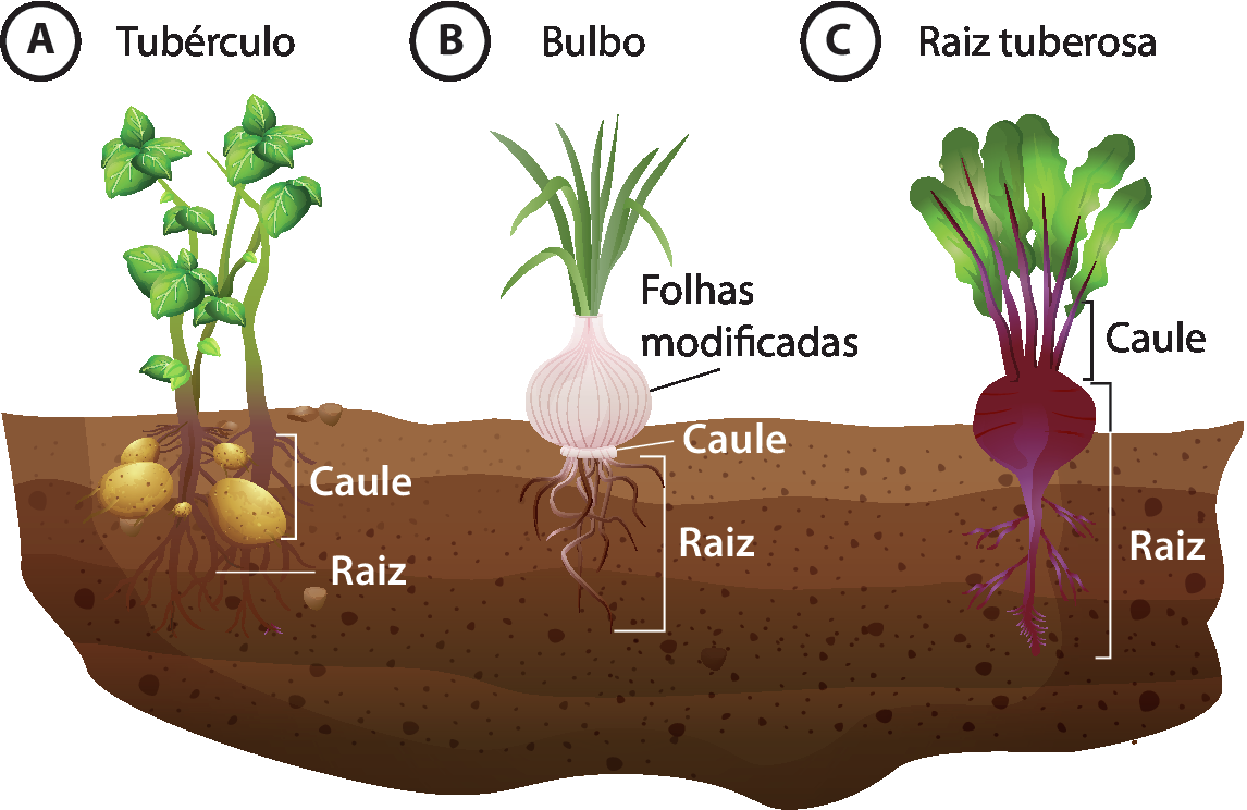 Esquema. Três plantas diferentes em um solo em corte. A: Tubérculo. Uma planta com raízes e caule marrom, com aspecto de batatas, no interior da terra, e folhas fora da terra. B: Bulbo. Uma planta indicando folhas modificadas de cor rosada, com aspecto de cebola, parcialmente sob o solo. Há folhas finas e verdes acima, abaixo, sob o solo, há uma estrutura horizontal pequena, junto às folhas modificadas, indicada como caule, e raízes. C: Raiz tuberosa. Planta com a parte superior da raiz roxa espessa e volumosa, parcialmente fora do solo, e a parte inferior mais afinada e ramificada. Acima da raiz há hastes indicadas como caule, que dão origem a folhas.