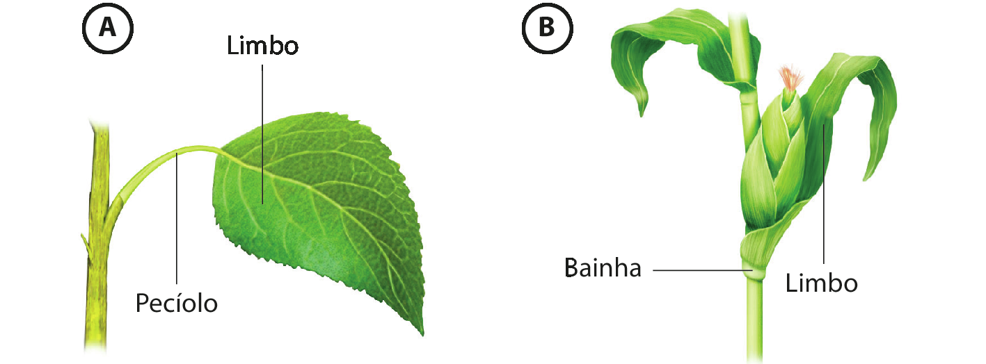 Ilustração A: Folha com forma arredondada com ponta. A parte arredondada e achatara da folha é o limbo; a haste que prende o limbo ao caule é o pecíolo.
Ilustração B: Uma espiga de milho no pé. O limbo da folha é achatado e comprido. Ele se liga ao caule por uma base larga chamada bainha.
