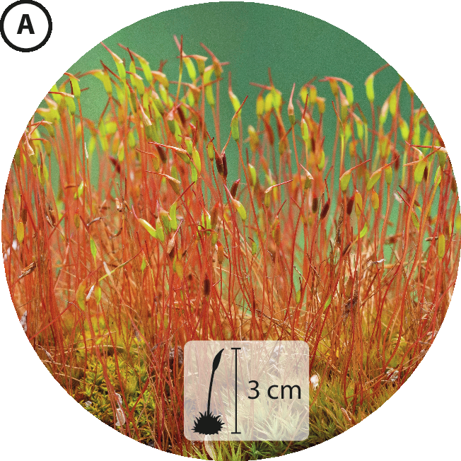 Fotografia A. Pequenos ramos verticais laranjas com pontas verdes. Abaixo, pequena ilustração da planta indicando 3 centímetros de altura.