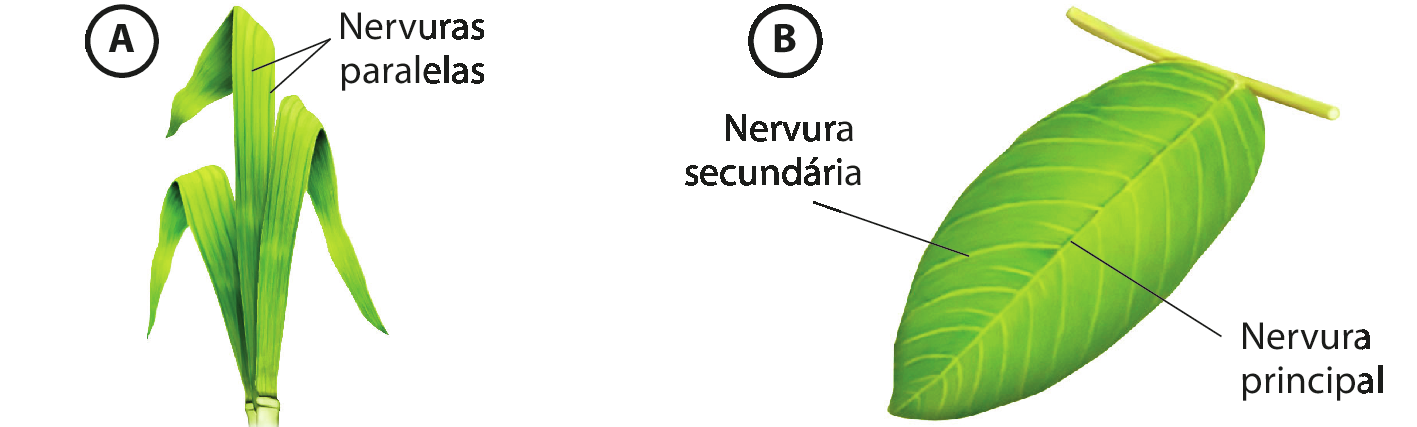 Ilustração A: Folhas finas e alongadas com fibras verticais indicando nervuras paralelas. Ilustração B: Folha oval com ponta fina. No centro da folha possui uma nervura central indicada como nervura principal, que ramifica para os lados em diversas nervuras secundárias.
