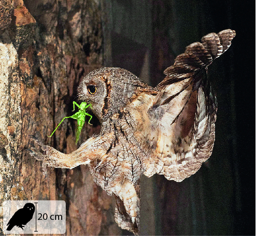 Fotografia. Uma coruja marrom com um inseto verde no bico, pousando em um tronco. No canto inferior esquerdo, pequena ilustração do animal indica 20 centímetros de altura.