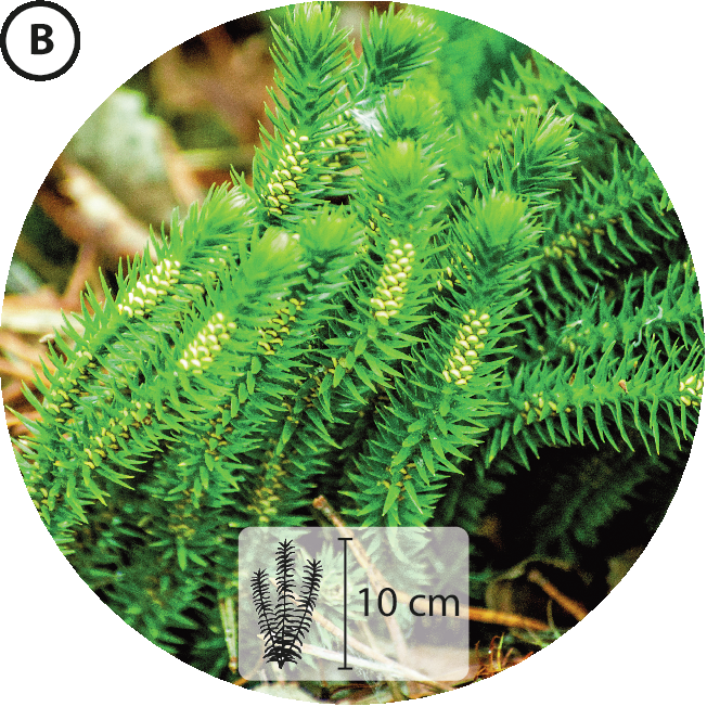 Fotografia B. Ramos pequenos verdes com pequenas folhas com formato pontiagudo. Abaixo, pequena ilustração da planta indicando 10 centímetros de altura.