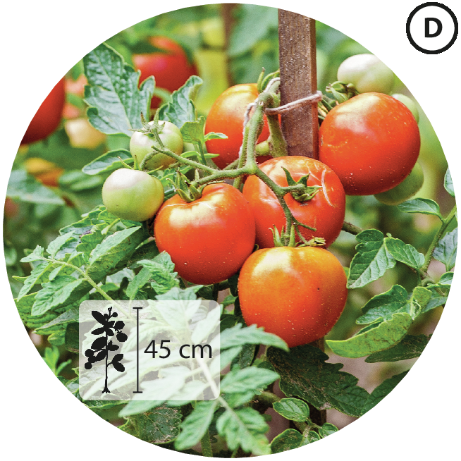 Fotografia D. Ramo de planta com tomates verdes e vermelhos amarrado em haste de madeira. Abaixo, pequena ilustração da planta indicando 45 centímetros de altura.