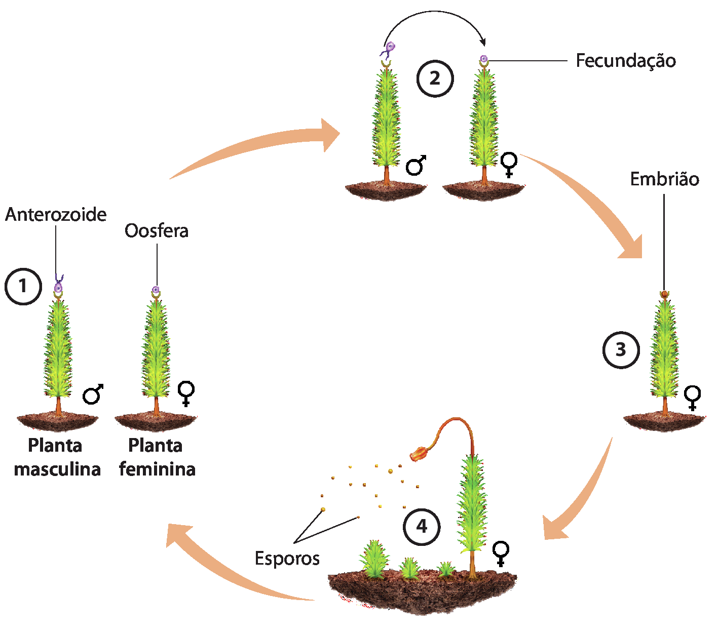 Esquema. 1: Ilustração de uma planta longa e fina, indicada como masculina, com uma pequena estrutura rosa no topo indicada como anterozoide, ao lado de outra planta semelhante, indicada como feminina, com outra pequena estrutura rosa no topo, a oosfera. 2: Uma seta parte do anterozoide para a oosfera, indicando fecundação. 3: Uma planta feminina com uma pequena estrutura laranja no topo, o embrião. 4: A estrutura no topo da planta feminina está comprida com uma estrutura ovalada no topo, que libera esporos que reiniciam o ciclo.