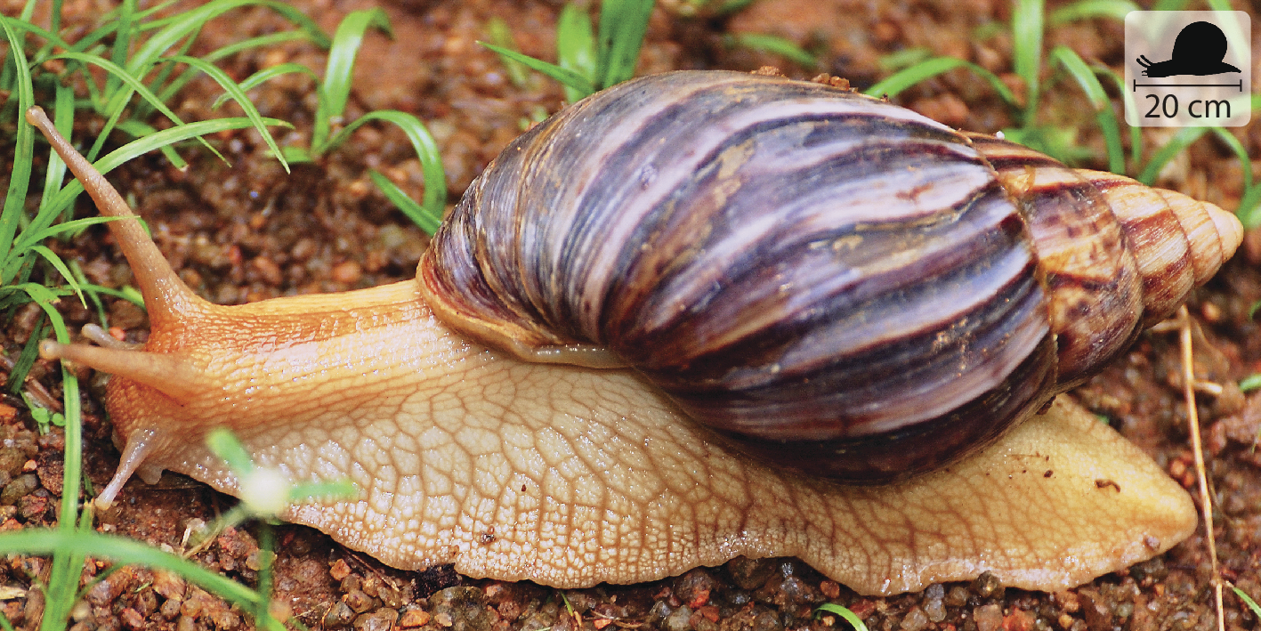 Fotografia. Caramujo bege com concha marrom e linhas brancas. No canto superior direito, pequena ilustração do animal indica 20 centímetros de comprimento.