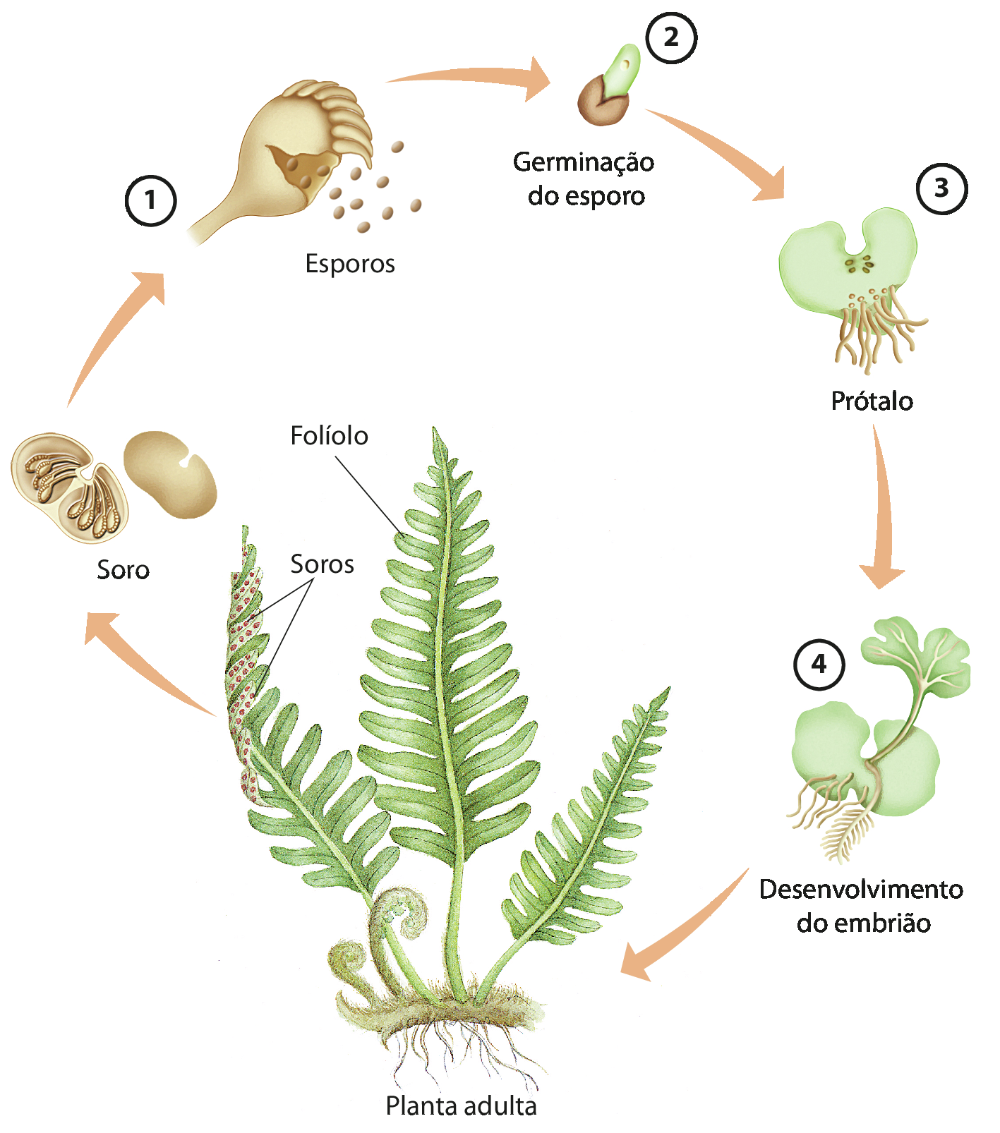 Esquema. Planta adulta com folhas longas com folíolos. Atrás dos folíolos há soros. 1: Soros liberam esporos. 2:  Os esporos começam a germinar. 3: Ao germinar, forma-se uma estrutura com formato aproximado de gota, o prótalo, com pequenos filamentos marrons na parte mais estreita. 4: A partir do prótalo se desenvolve uma estrutura semelhante a uma folha amorfa, um embrião, que dá origem à planta adulta, fechando o ciclo.