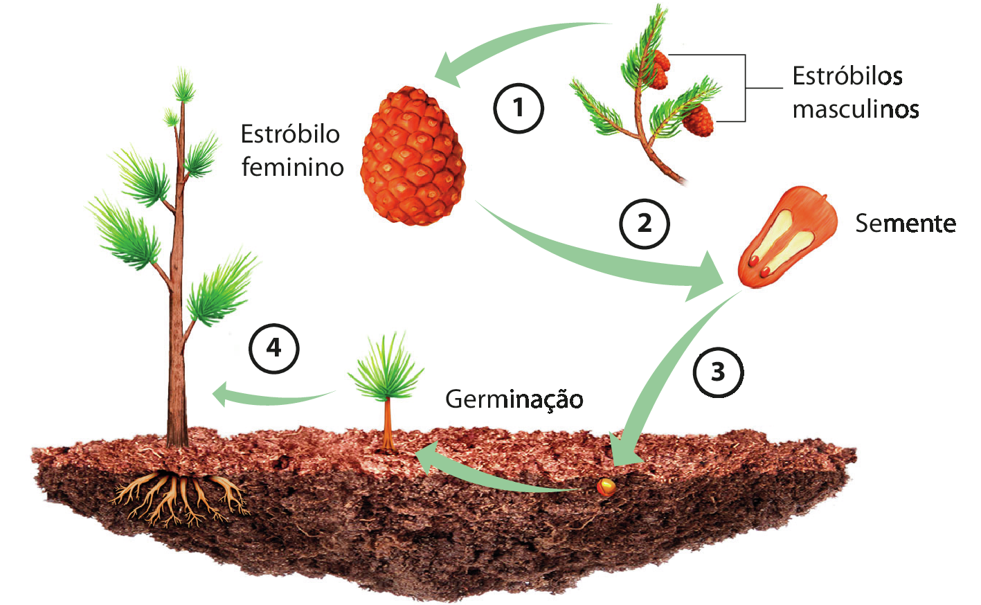 Esquema. 1. Estróbilo feminino marrom e estróbilos masculinos marrons no galho de um pinheiro. Seta para 2, uma semente marrom em corte com formato cônico. Seta para 3, uma semente no solo com a indicação germinação. Seta para um planta pequena no solo. Seta para 4, uma planta adulta.