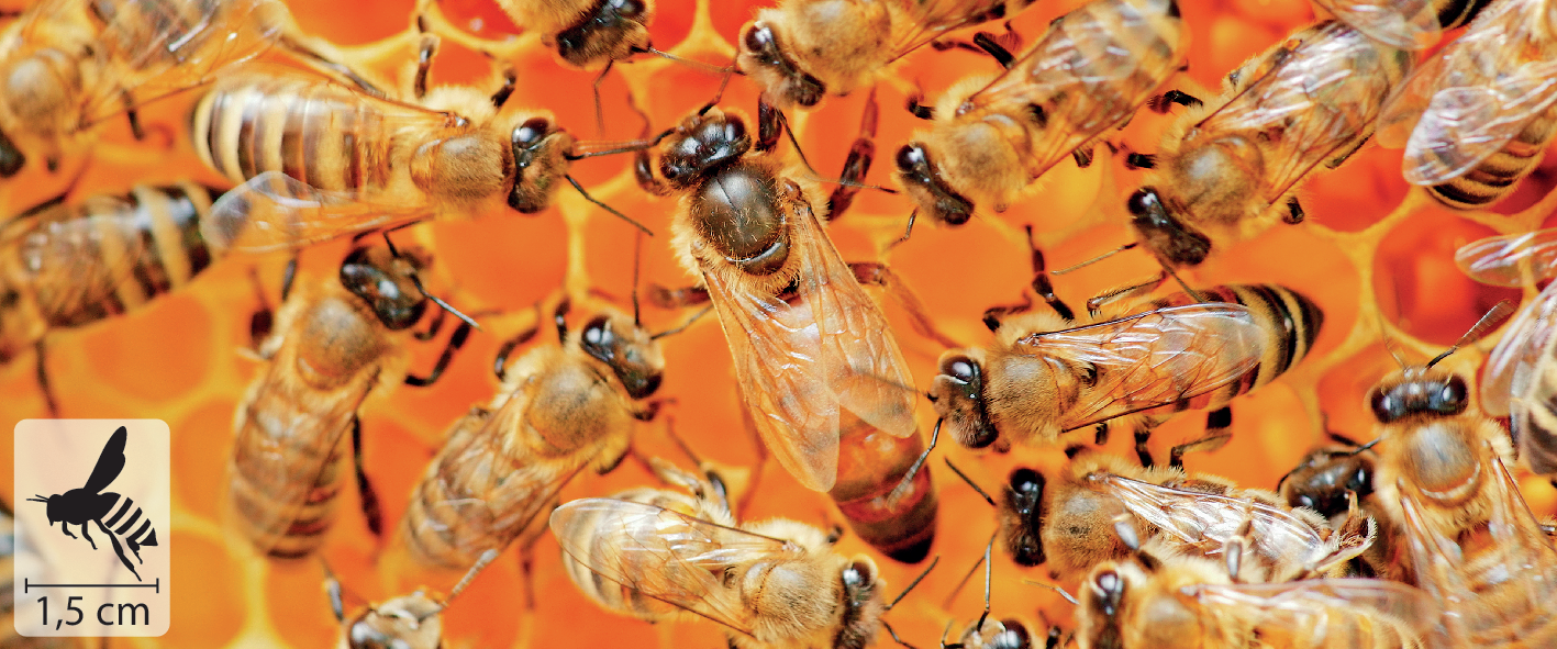 Fotografia. Abelhas amarelas e pretas sobre um favo de mel. No canto inferior esquerdo, pequena ilustração do animal indica 1,5 centímetros de comprimento.