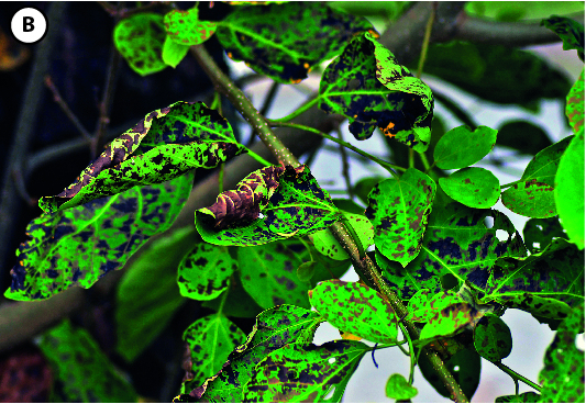 Fotografia. B: Folhas verdes de uma planta com manchas pretas e áreas secas.