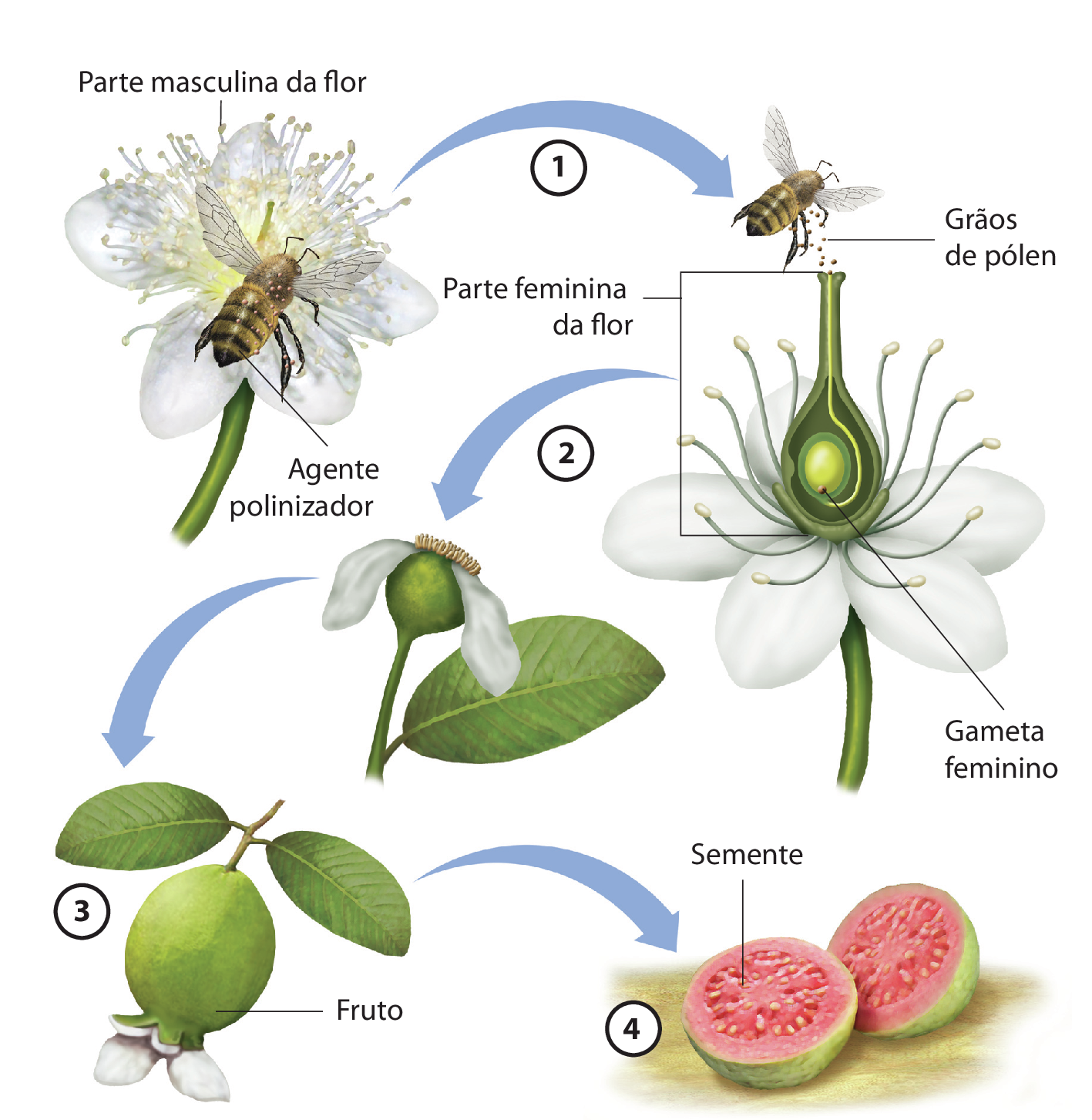 Esquema. Uma abelha amarela e preta pousa sobre uma flor branca. A abelha representa o agente polinizador. O miolo da flor com pequenas hastes com pólen indica a parte masculina da flor. (1) Grãos de pólen caem da abelha no topo da parte feminina de outra flor, onde há indicação de gameta feminino (2). Em seguida, flor com poucas pétalas murchas e a parte de baixo com formato esférico. (3)Em seguida, A parte com formato esférico com tamanho aumentado e a indicação fruto. (4) imagem de fruto em corte, com a casca verde e o interior vermelho com sementes.