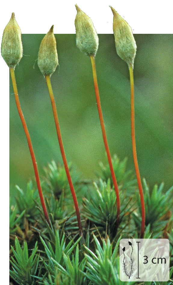 Fotografia. Planta pequena composta de hastes finas laranjas com estrutura oval verde no topo. Na base, pequenas estruturas pontiagudas verdes. No canto inferior direito, pequena ilustração da planta indicando 3 centímetros de altura.