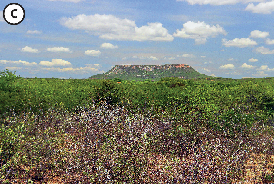 Fotografia C: Campo seco com árvores secas. Ao fundo, vegetação verde e uma montanha.