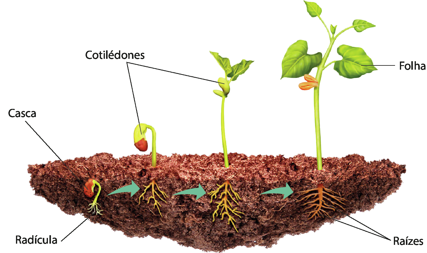 Ilustração. Desenvolvimento de uma planta em quatro etapas mostrando o solo em corte. Na primeira, Há uma semente com casca enterrada da qual sai uma pequena raiz indicada como radícula. Em seguida, a planta cresce para fora do solo e há indicação para os cotilédones verdes, um par de estruturas semi esféricas que formavam a maior porção da semente. Depois, surge um par de folhas no topo da planta. Em seguida, a planta está maior e com mais folhas. Os cotilédones estão murchos e marrons. Abaixo, há indicação para as raízes, marrons, que se originaram pelo desenvolvimento da radícula.