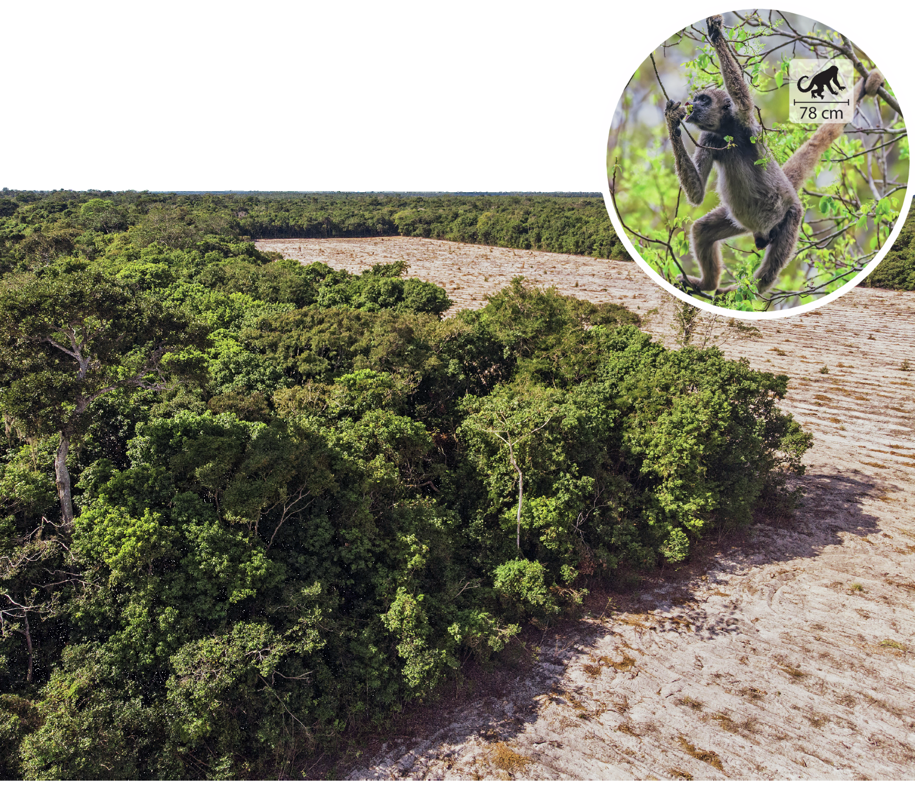 Fotografia. Vista aérea de mata fechada com áreas desmatadas ao redor. Sobre a mata há destaque de um macaco cinza sobre um galho. Ao lado, pequena ilustração do animal indica 78 centímetros de comprimento.