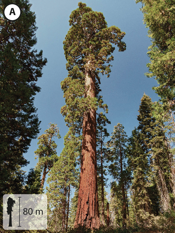 Fotografia A: Árvores altas com folhas no topo e galhos curtos. No canto inferior esquerdo, pequena ilustração da planta indicando 80 metros de altura.