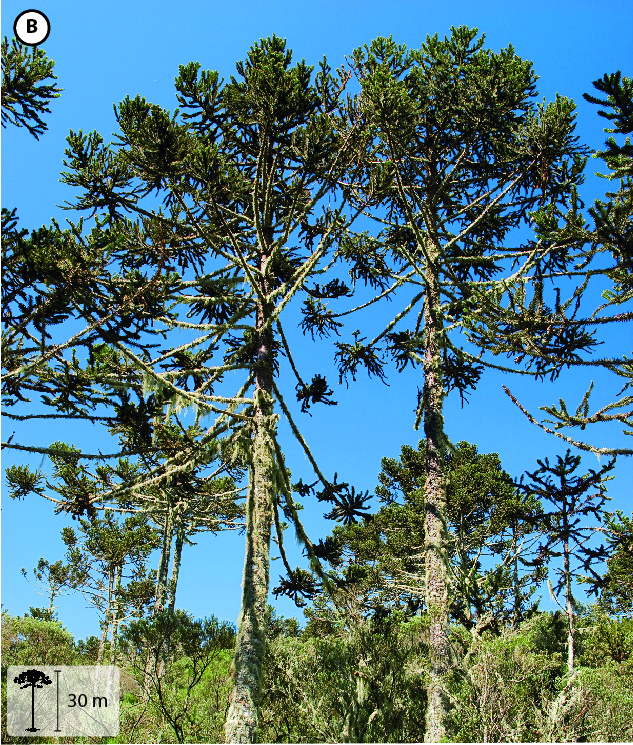 Fotografia B: Araucárias com galhos finos e longos concentrados no topo com folhas nas pontas dos galhos. No canto inferior esquerdo, pequena ilustração da planta indicando 30 metros de altura.