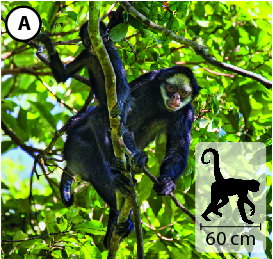 Fotografia A: Dois macacos pretos com o rosto branco no galho de uma árvore. No canto inferior direito, pequena ilustração do animal indica 60 centímetros de comprimento.