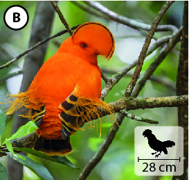 Fotografia B: Pássaro laranja com pontas das asas e da cauda pretas. Na cabeça possui penas com formato de arco. No canto inferior direito, pequena ilustração do animal indica 28 centímetros de comprimento.