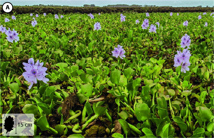 Fotografia A: Área alagada coberta por plantas com folhas curtas e flores lilás. No canto inferior esquerdo, pequena ilustração da planta indicando 15 centímetros de altura.