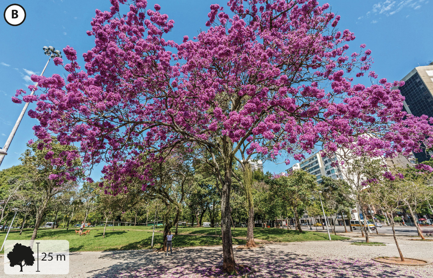 Fotografia B: Árvores sem folhas com flores rosas. No canto inferior esquerdo, pequena ilustração de planta indicando 25 metros de altura.