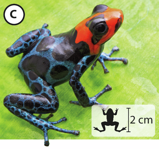 Fotografia C: Pequena rã azul com cabeça vermelha e manchas pretas pelo corpo. Está em cima de uma folha. No canto inferior direito, pequena ilustração do animal indica 2 centímetros de comprimento.