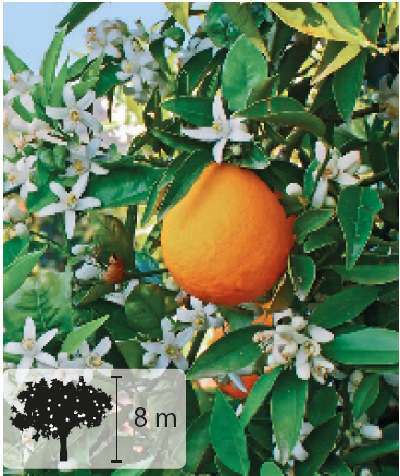 Fotografia. Ramo de árvore com flores brancas e uma laranja pendurada. No canto inferior esquerdo, ilustração da planta indicando 8 metros de altura.