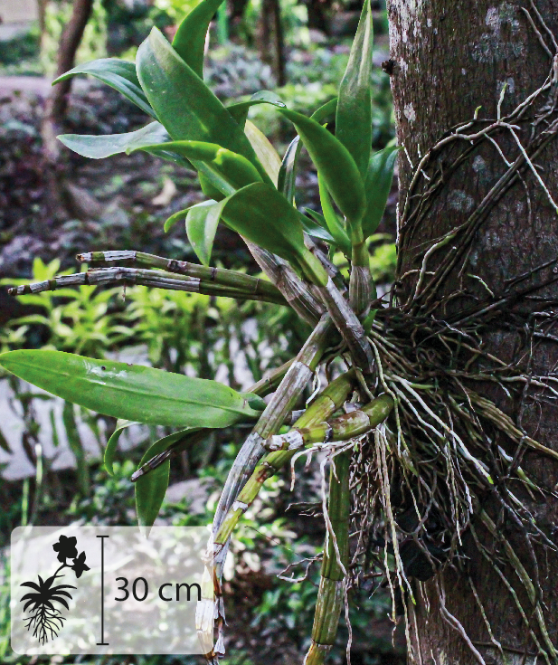 Fotografia. Uma orquídea, planta pequena com algumas folhas e raízes finas fixadas no tronco de uma árvore. No canto inferior esquerdo, pequena ilustração da planta indicando 30 centímetros de altura.