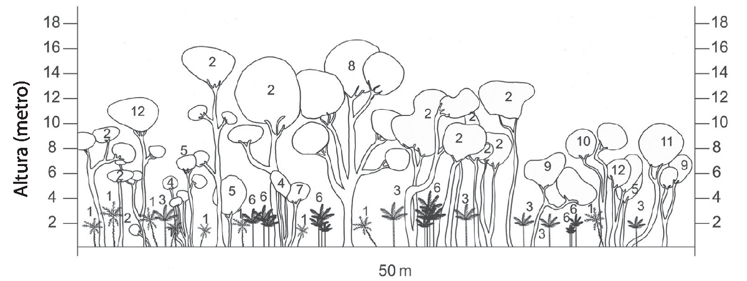 Esquema. Árvores com diferentes tamanhos enumeradas e posicionadas ao lado de um eixo vertical indicando altura. No eixo horizontal, indicação de 50 metros. Entre 10 e 18 metros há árvores 2, 8 e 12. Entre 6 a 10 metros: árvores de 2, 9, e 10, 11 e 12. Até 6 metros: árvores de 1, 3, 4, 5, 6 e 7.