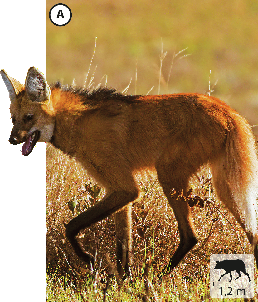 Fotografia A: Lobo-guará, mamífero quadrúpede marrom com pernas compridas e pretas nas extremidades. No canto inferior direito, pequena ilustração do animal indica 1,2 metro de comprimento.