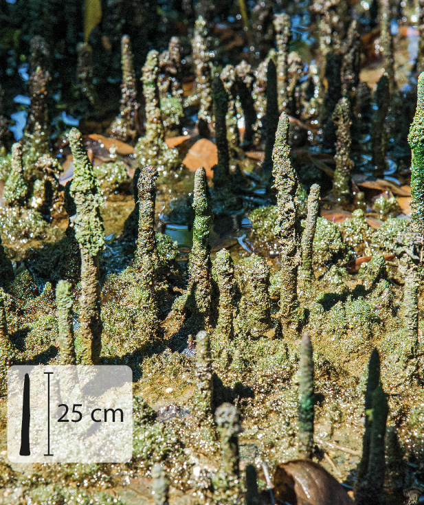 Fotografia. Pequenas raízes verticais que saem do solo. No canto inferior esquerdo, pequena ilustração de uma raiz indicando 25 centímetros de altura.