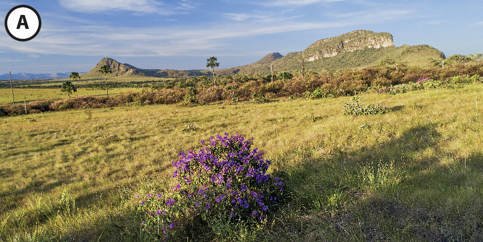 Fotografia A: Campo aberto com vegetação rasteira amarelada e uma árvore isolada no centro. Ao fundo, montanhas e céu azul.