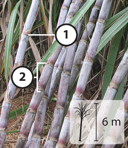 Fotografia. Caules formados por segmentos enfileirados um após o outro. A divisão entre dois segmentos apresenta o número 1. O segmento inteiro apresenta o número 2. No canto inferior direito, ilustração da planta indicando 6 metros de altura.