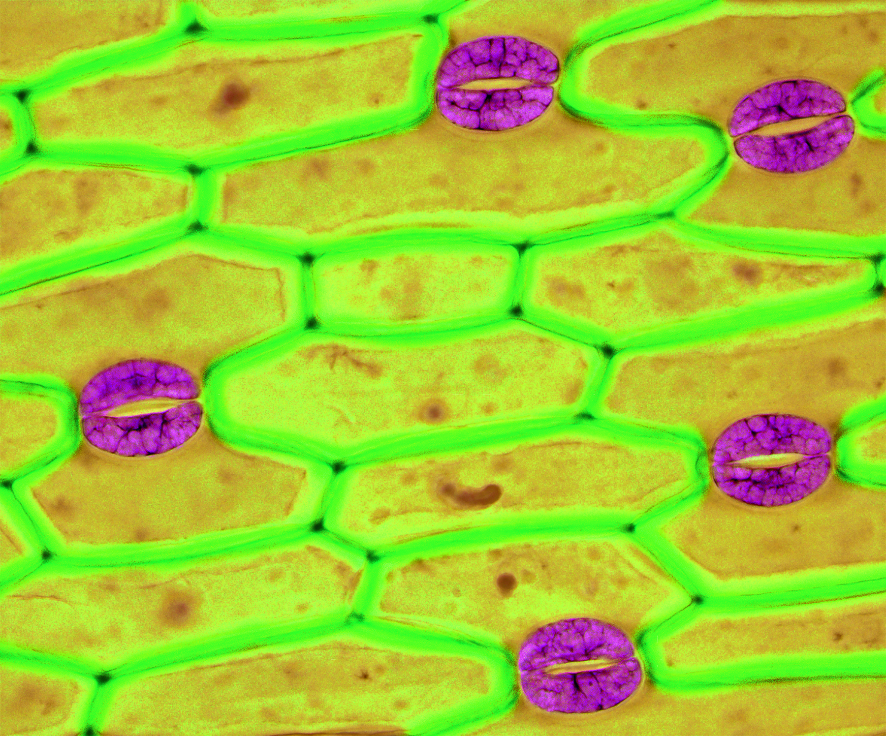 Fotografia. Estruturas amarelas com formato aproximadamente hexagonal justapostas com contornos verdes. Entre algumas delas, estruturas em forma de lábios abertos rosas.