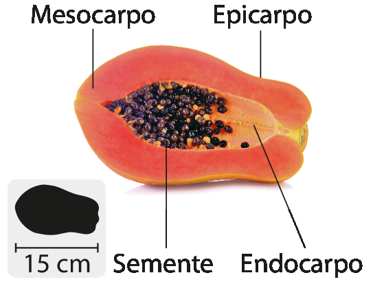 Fotografia. Mamão em corte longitudinal. Casca é indicada como epicarpo. No interior, a polpa está indicada como mesocarpo. A parede interna da polpa está indicada como endocarpo. As sementes também estão indicadas. No canto inferior esquerdo, pequena ilustração do fruto indicando 15 centímetros de comprimento.