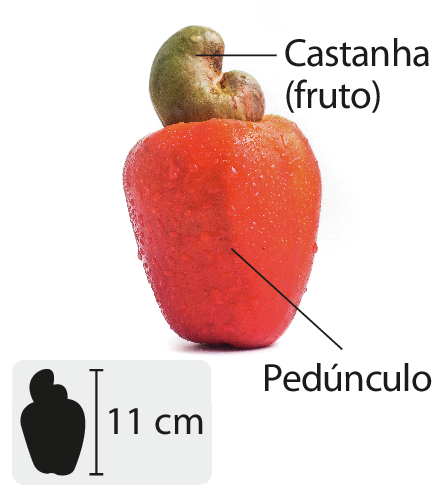 Fotografia. Caju. A parte carnosa do fruto é indicada como pedúnculo; a castanha é indicada como fruto. No canto inferior esquerdo, pequena ilustração do fruto indicando 11 centímetros de altura.