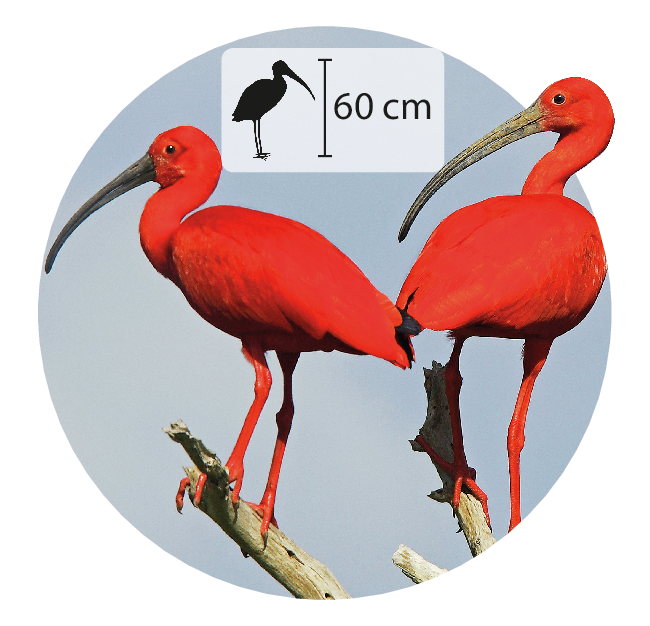Fotografia. Duas aves com plumagem vermelha, assim como suas pernas finas e compridas. Elas têm bico longo marrom e levemente curvado. Acima, pequena ilustração do animal indica 60 centímetros de altura.