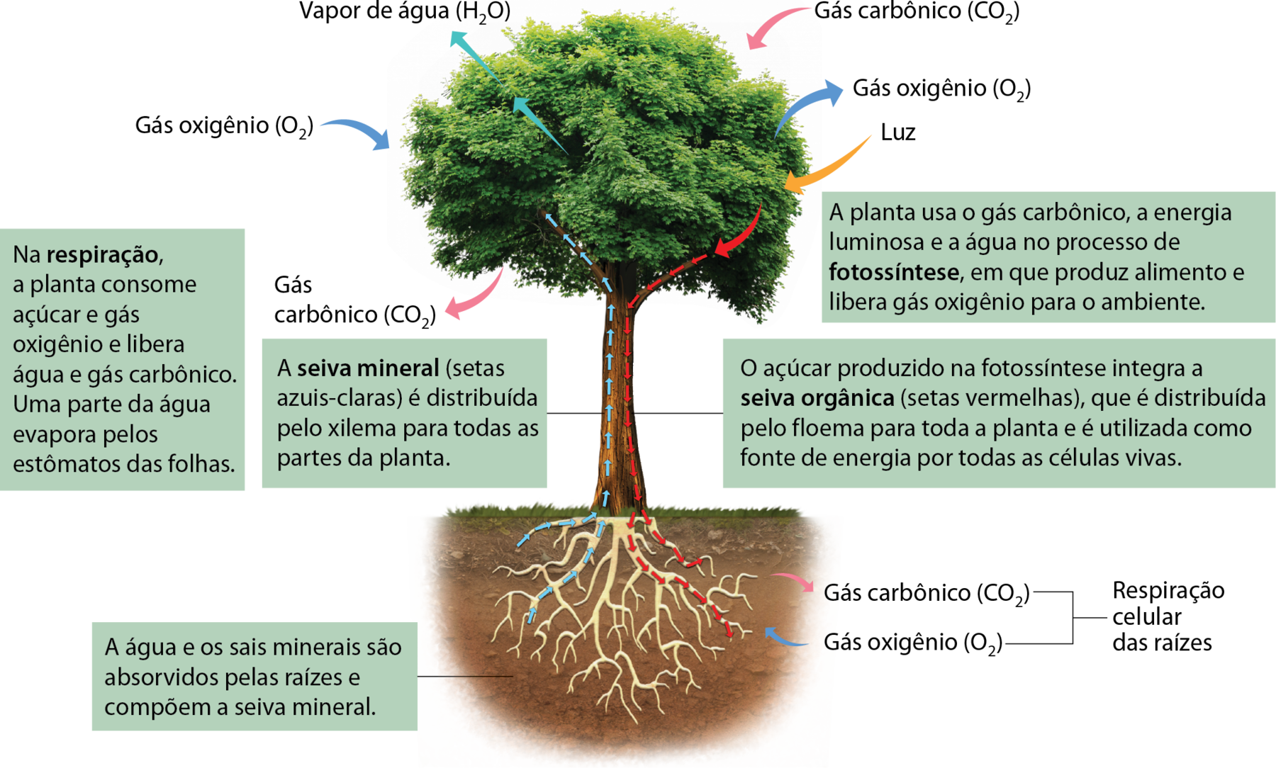 Esquema. Árvore com raiz visível sob o solo em corte. Uma seta amarela indicando luz aponta para as folhas. Uma seta rosa indicando gás carbônico aponta para as folhas e outra aponta das folhas para o ar. Uma seta azul indicando gás oxigênio aponta para as folhas e outra aponta das folhas para o ar. Duas setas azuis claras indicando vapor de água apontam das folhas para o ar. Setas vermelhas que partem das folhas e vão até as raízes representam o alimento produzido. Setas azuis claras entram pelo solo nas raízes e vão até as folhas; indicam água e sais minerais absorvidos. Nas raízes, uma seta rosa aponta para o solo indicando gás carbônico, e uma seta azul aponta para as raízes indicando gás oxigênio. Há a indicação respiração celular das raízes. Texto de apoio: Na respiração, a planta consome açúcar e gás oxigênio e libera água e gás carbônico. Uma parte da água evapora pelos estômatos das folhas. A seiva mineral (setas azuis-claras) é distribuída pelo xilema para todas as partes da planta. A planta usa o gás carbônico, a energia luminosa e a água no processo de fotossíntese, em que produz alimento e libera gás oxigênio para o ambiente. O açúcar produzido na fotossíntese integra a seiva orgânica (setas vermelhas), que é distribuída pelo floema para toda a planta e é utilizada como fonte de energia por todas as células vivas. A água e os sais minerais são absorvidos pelas raízes e compõem a seiva mineral.