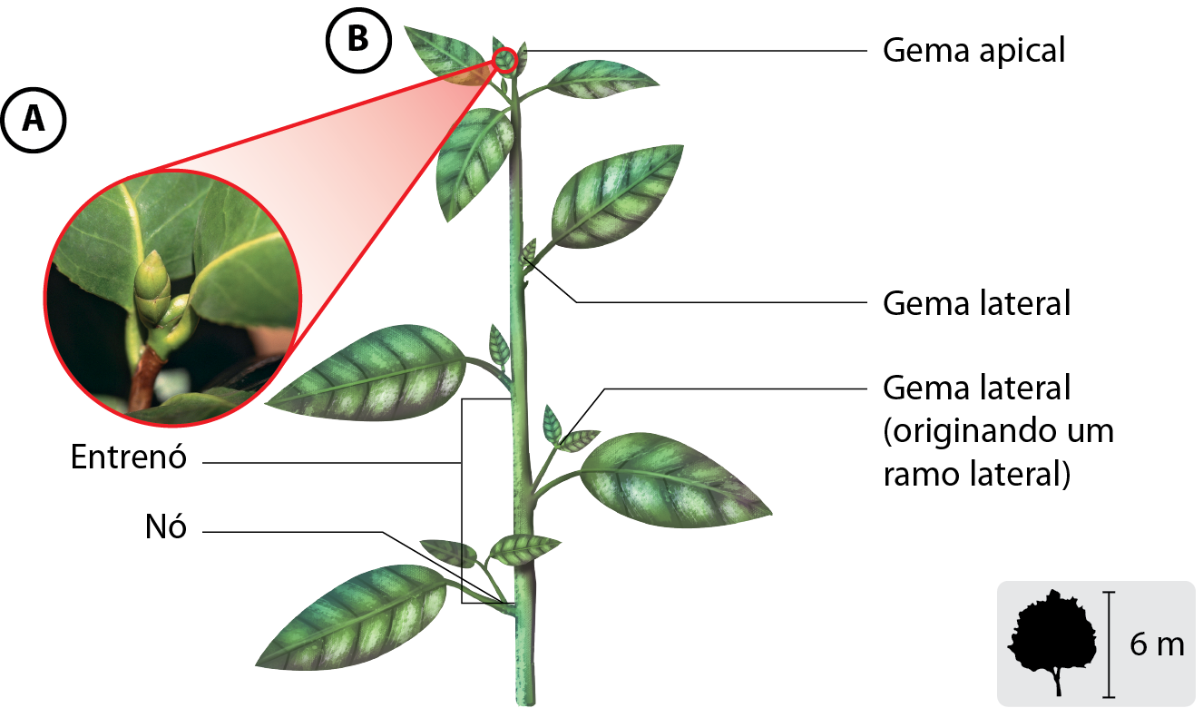 Esquema. A: Destaque para a ponta de um caule, indicada como gema apical. B: Planta com caule verde, fino e longo com pequenas ramificações de gemas laterais e folhas. Os nós são pontos no caule de onde partem as folhas e gemas laterais; os entrenós são os espaços entre dois nós consecutivos. No canto inferior direito, pequena ilustração da planta indicando 6 metros de altura.