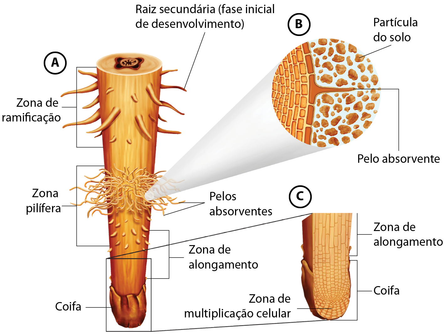 Esquema. A. Detalhe da ponta de uma raiz marrom com formato cônico. No topo da imagem, pequenos ramos partem da raiz e há as indicações: zona de ramificação; Raiz secundária (fase inicial de desenvolvimento). Abaixo, no centro, saem filamentos da raiz e há as indicações zona pilífera e pelos absorventes. Mais para baixo, antes da extremidade, há a indicação zona de alongamento. A extremidade é recoberta por uma película marrom e está indicada como coifa. B: detalhe do pelo absorvente com pequenas partículas do solo em volta. C: Coifa em corte. A extremidade inferior está indicada como zona de multiplicação celular.