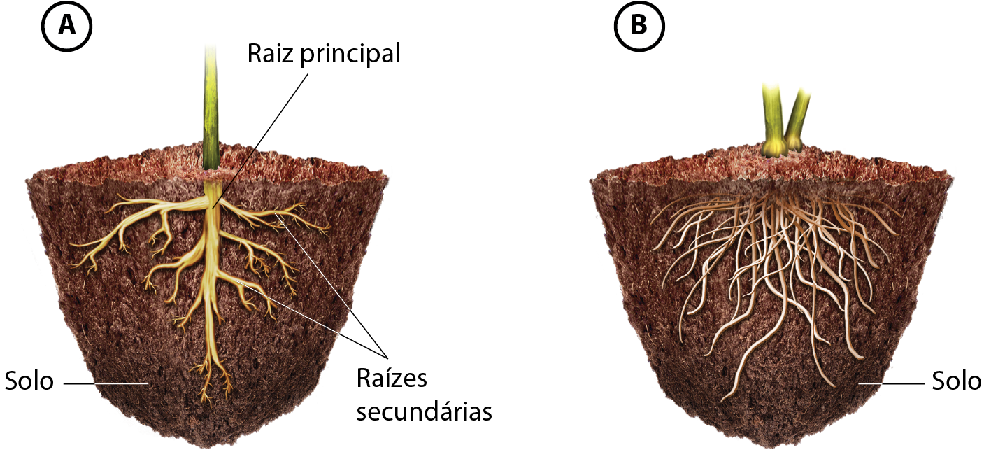 Ilustração A: Visão de uma raiz em um solo em corte. Há uma raiz principal vertical com raízes secundárias se ramificando horizontalmente no solo. Ilustração B: Visão de uma raiz em um solo em corte. Raízes finas muito ramificadas em todas as direções no interior do solo.