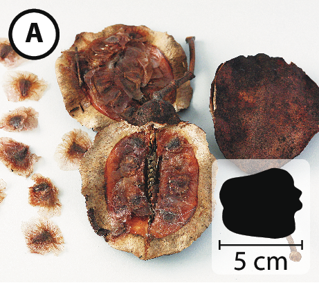 Fotografia. A: Sobre um fundo branco, dois frutos secos marrons, achatados e arredondados, um deles está aberto ao meio longitudinalmente. Ao lado pequenas sementes marrons, arredondas, achatadas e com uma membrana fina ao redor. No canto inferior direito, pequena ilustração do fruto indicando 5 centímetros de comprimento.