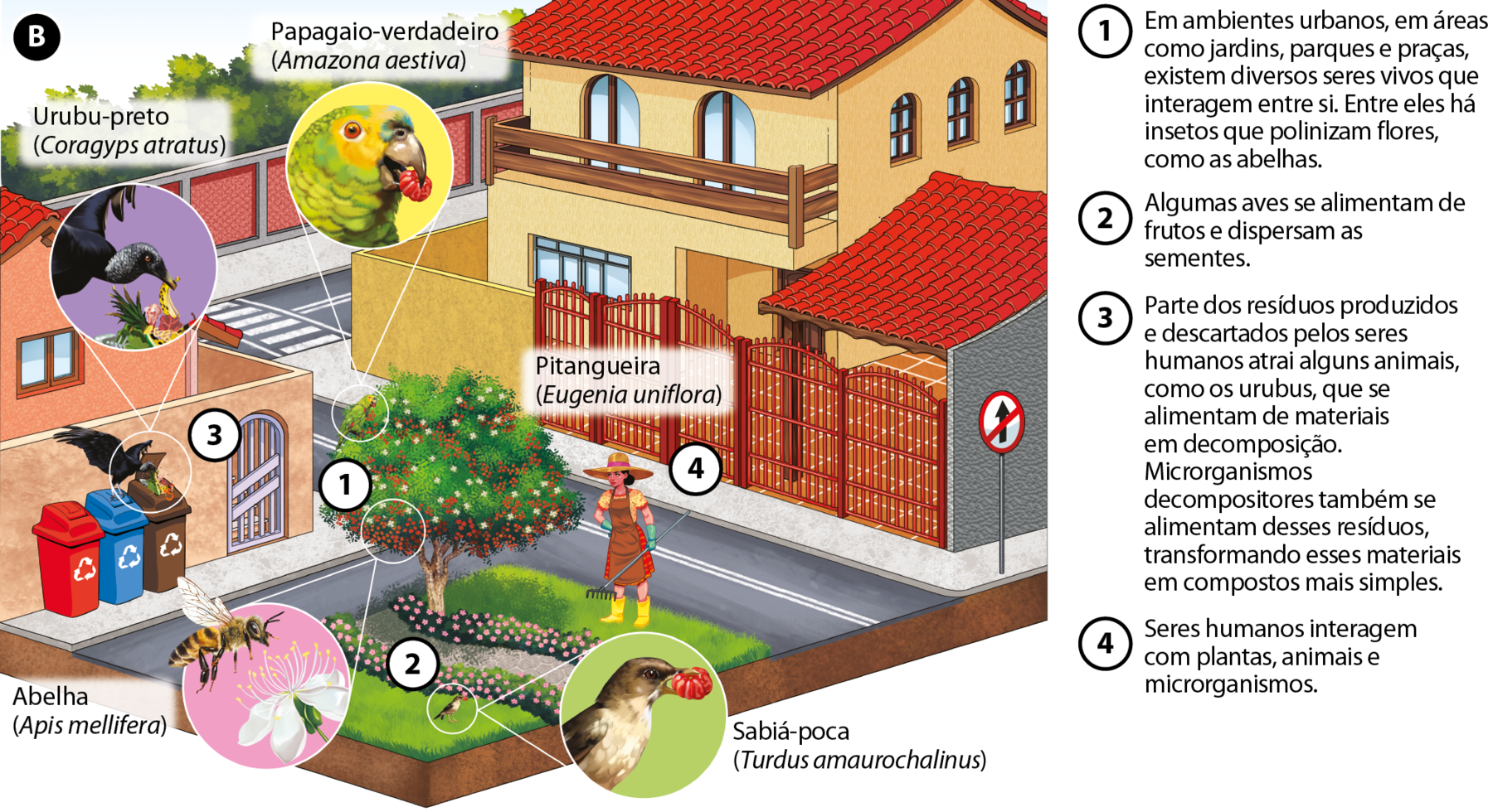 Esquema B. Cidade com uma praça entre casas, onde há uma árvore com flores brancas e frutos vermelhos, indicada como pitangueira (Eugenia uniflora).
Um detalhe de ampliação na árvore, (1), indica uma abelha amarela e preta (Apis mellifera) próxima a uma flor branca e o texto: Em ambientes urbanos, em áreas como jardins, parques e praças, existem diversos seres vivos que interagem entre si. Entre eles há insetos que polinizam flores, como as abelhas.
Detalhe de ampliação na copa da árvore mostra a cabeça de um papagaio-verdadeiro (Amazona aestiva) com uma pitanga no bico e, (2), no chão, outra ave, um sabiá-poca (Turdus amaurochalinus) também com uma pitanga no bico e o texto: Algumas aves se alimentam de frutos e dispersam as sementes. Detalhe de ampliação de um urubu-preto (Coragyps atratus), (3), sobre uma lata de lixo marrom comendo restos de comida e o texto: Parte dos resíduos produzidos e descartados pelos seres humanos atrai alguns animais, como os urubus, que se alimentam de materiais em decomposição. Microrganismos decompositores também se alimentam desses resíduos, transformando esses materiais em substâncias mais simples. Na praça há uma mulher de chapéu e avental marrom, (4), segurando um ancinho e o texto: Seres humanos interagem com plantas, animais e microrganismos.