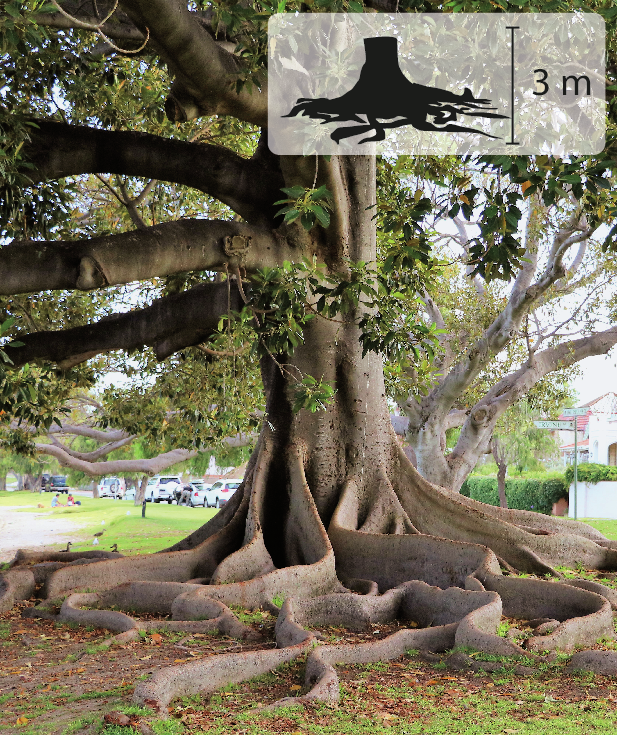 Fotografia. Grandes raízes expostas, achatadas e onduladas que saem das laterais do tronco de uma árvore e se prolongam lateralmente. No canto superior direito, pequena ilustração das raízes indicando 3 metros de altura.